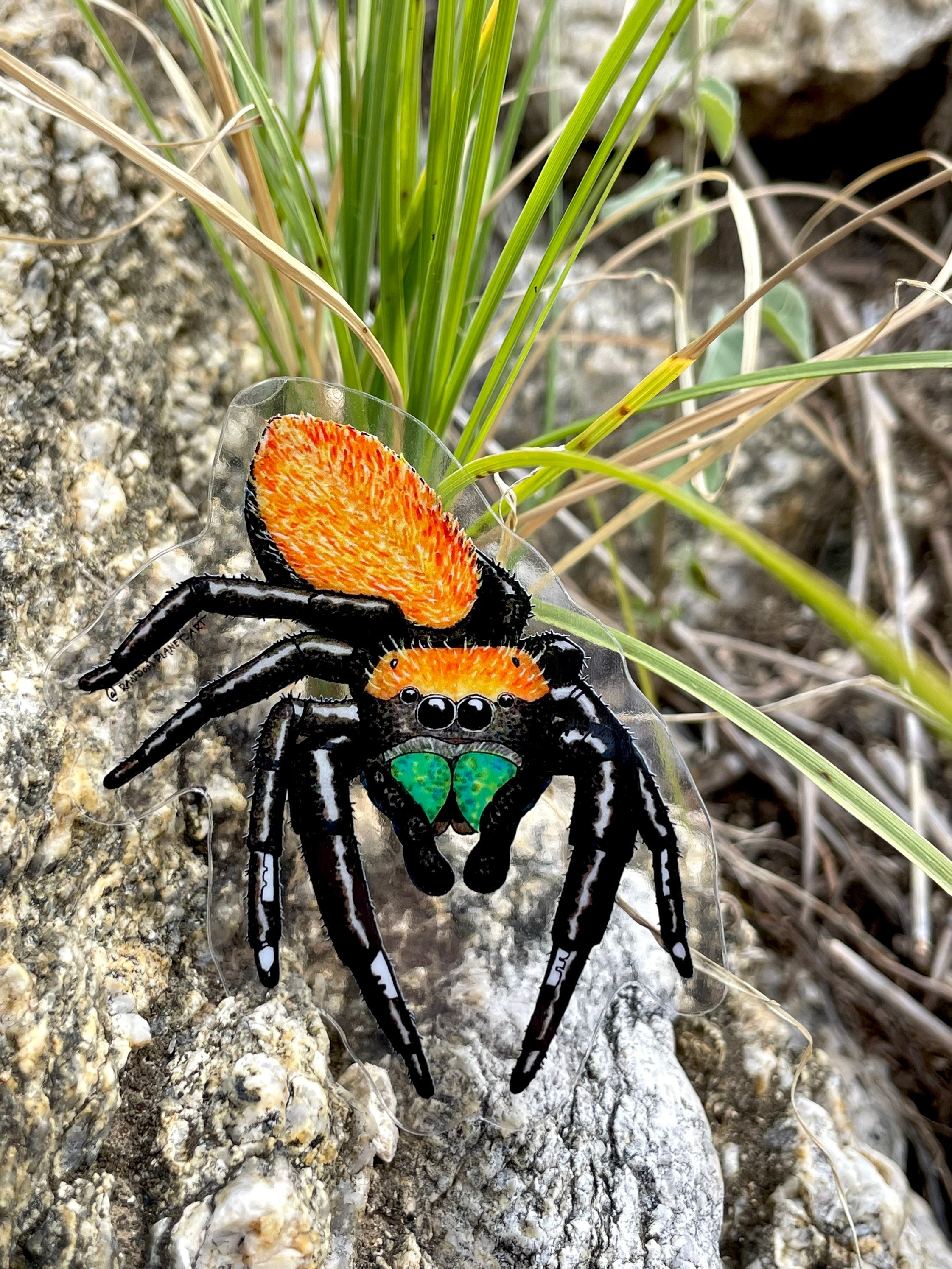 Adorable Apache Spider, a unique sticker.