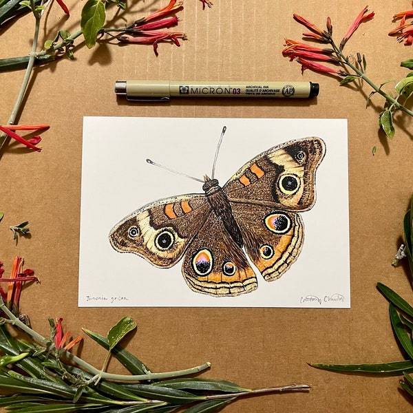 Buckeye Butterfly Print