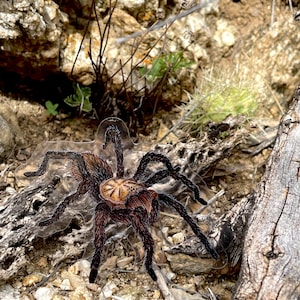 Desert Blonde Tarantula sticker