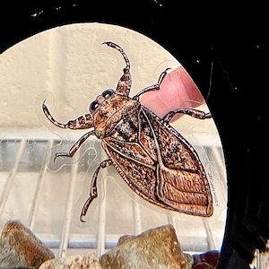 May include: A close-up of a brown and black water bug with long legs and a patterned back. The bug is on a white surface with a grid pattern.