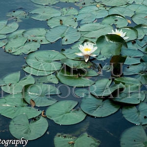 Water Lily Digital Photography Instant Download