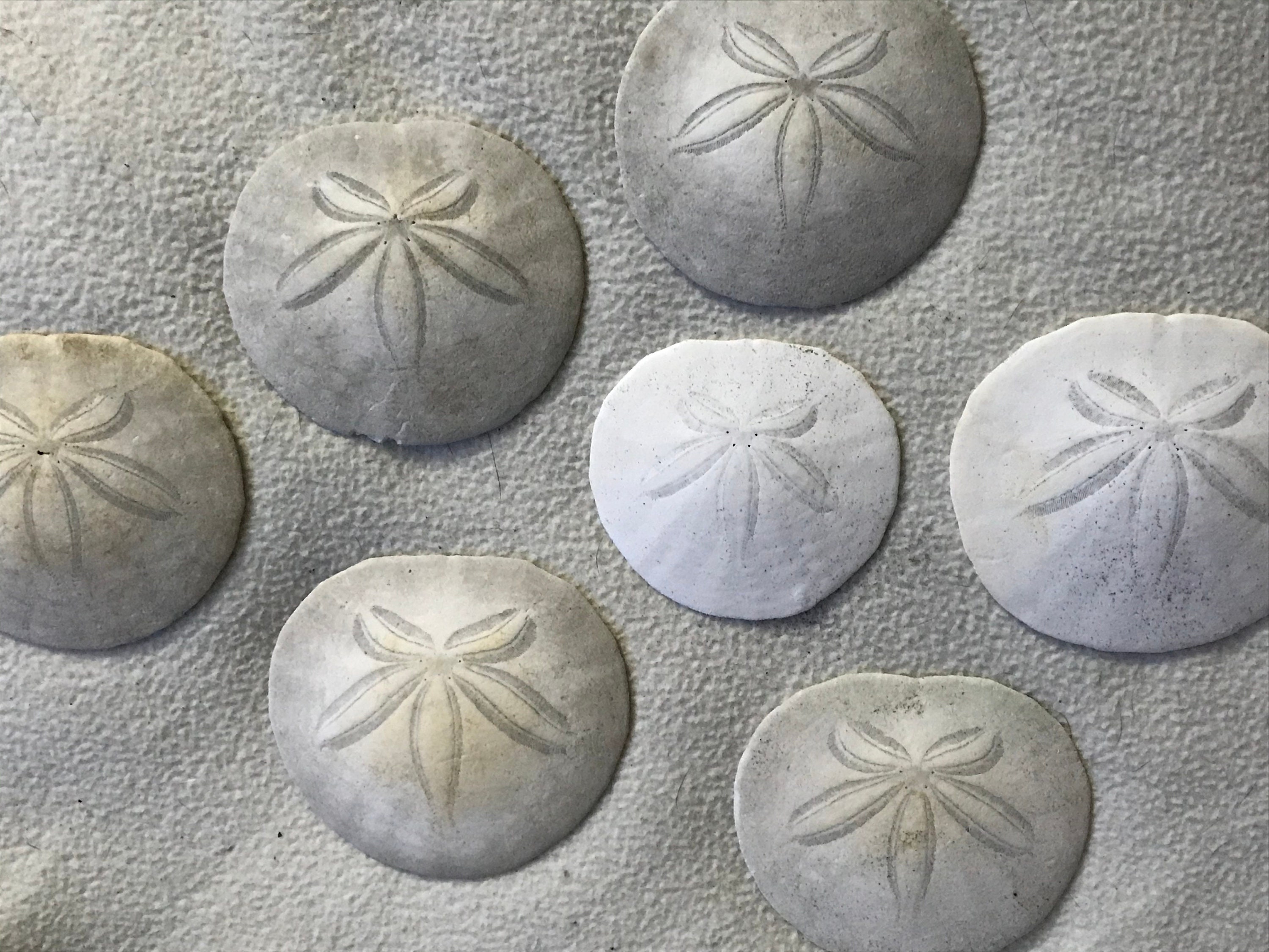 Sand Dollar Set of 10 Real Sand Dollars 3-3 1/2 Sand Dollar Shells