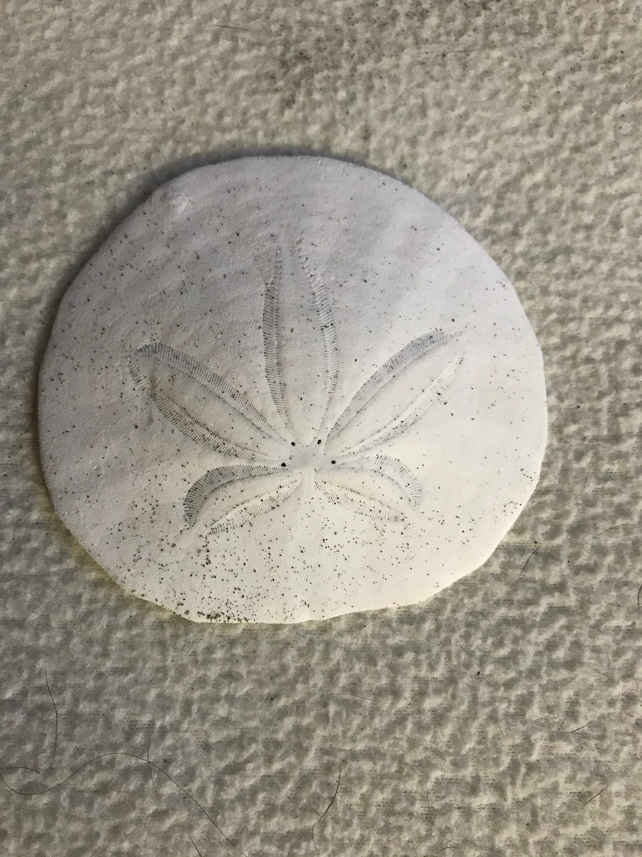 1 inch Unbleached Sand dollars – Sav's Shells