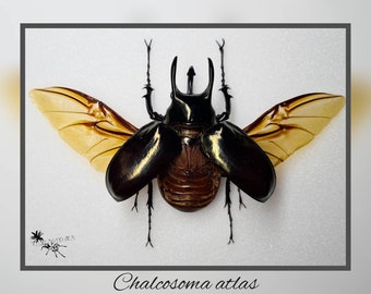 Chalcosoma atlas - ali aperte o chiuse / vero esemplare di coleottero insetto entomologia tassidermia natura decorazione curiosità montato