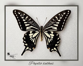 Papilio xuthus - echter Schmetterling Präparat Insekt Entomologie Taxidermie Natur Deko Kuriositäten mounted