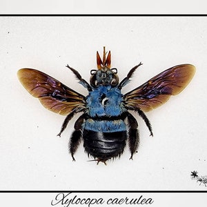 Xylocopa caerulea / echte blaue Biene Präparat Insekt Entomologie Taxidermie Natur Deko Kuriositäten Landhaus mounted Bild 2
