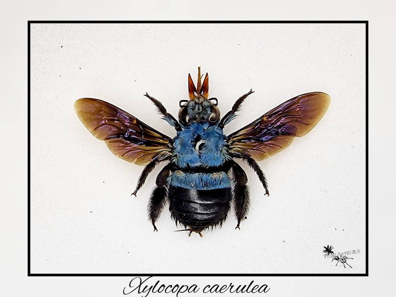 Xylocopa caerulea / echte blaue Biene Präparat Insekt Entomologie Taxidermie Natur Deko Kuriositäten Landhaus mounted Bild 2