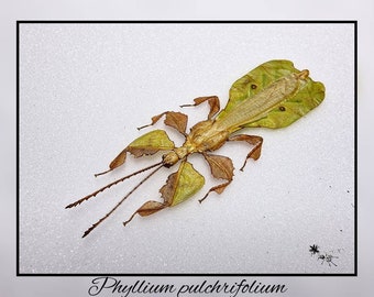 Phyllium pulchrifolium - echtes Insekt Präparat Insekt Entomologie Taxidermie Natur Deko Kuriositäten Landhaus mounted