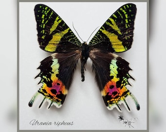 Urania ripheus - echter Schmetterling Präparat Insekt Entomologie Taxidermie Natur Deko Kuriositäten mounted