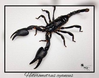 Heterometrus cyaneus / Skorpion echte Skorpion Spinne Präparat Insekt Entomologie Taxidermie Natur Deko Kuriositäten Landhaus mounted