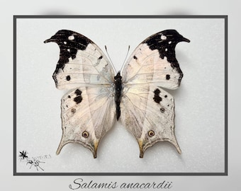 Salamis anacardii - echter Schmetterling Präparat Insekt Entomologie Taxidermie Natur Deko Kuriositäten mounted