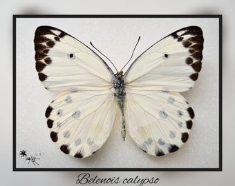 Belenois calypso - echter Schmetterling Präparat Insekt Entomologie Taxidermie Natur Deko Kuriositäten mounted
