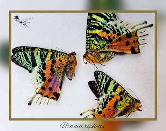 Urania ripheus - unpräpariert - Schmetterling Präparat Insekt Entomologie Taxidermie Natur Deko Kuriositäten unmounted