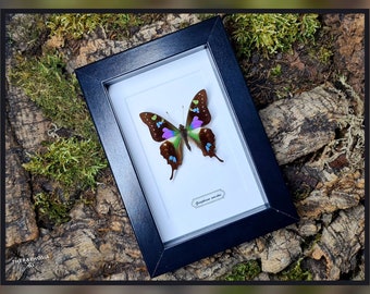Graphium weiskei - mit Rahmen / hter Schmetterling Präparat Insekt Entomologie Taxidermie Natur Deko Kuriositäten mounted