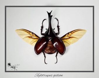 Xylotrupes gideon - Flügel offen oder zu / echter Käfer Präparat Insekt Entomologie Taxidermie Natur Deko Kuriositäten Landhaus mounted