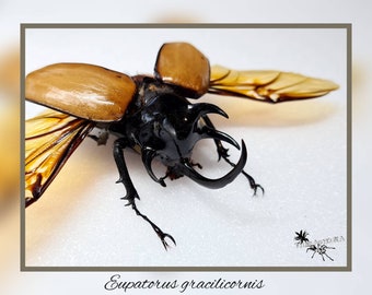 Eupatorus gracilicornis - Flügel offen oder geschlossen / echter Käfer Präparat Insekt Entomologie Taxidermy Natur Deko Kuriositäten mounted