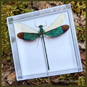 Neurobasis chinensis - i en montre / äkta trollslända exemplar insekt entomologi taxidermi natur dekoration kuriositeter lantställe monterat