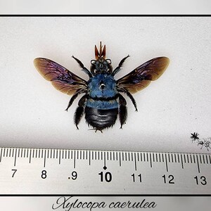 Xylocopa caerulea / echte blaue Biene Präparat Insekt Entomologie Taxidermie Natur Deko Kuriositäten Landhaus mounted Bild 3