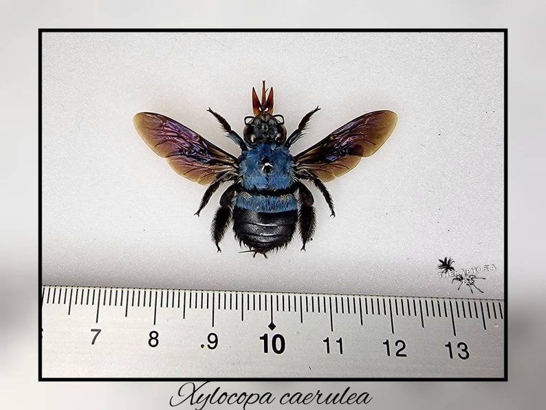 Xylocopa caerulea / echte blaue Biene Präparat Insekt Entomologie Taxidermie Natur Deko Kuriositäten Landhaus mounted Bild 3