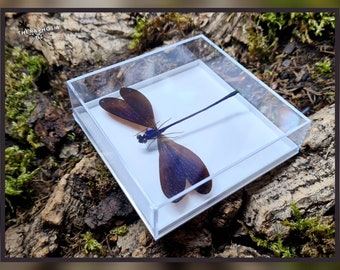 Vestalis luctuosa - in Vitrine / echte Libelle Präparat Insekt Entomologie Taxidermie Natur Deko Kuriositäten Landhaus mounted