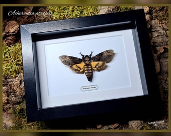 Acherontia atropos - mit Rahmen / echter Schmetterling Präparat Insekt Entomologie Taxidermie Natur Deko Kuriositäten Landhaus