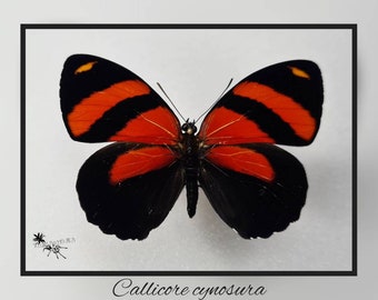 Callicore cynosura - echter Schmetterling Präparat Insekt Entomologie Taxidermie Natur Deko Kuriositäten mounted