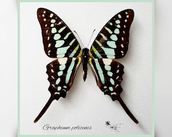 Graphium policenes - echter Schmetterling Präparat Insekt Entomologie Taxidermie Natur Deko Kuriositäten mounted