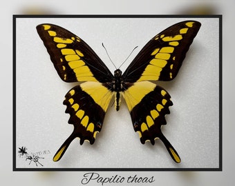 Papilio thoas - real butterfly preparation insect entomology taxidermy nature decoration curiosities mounted