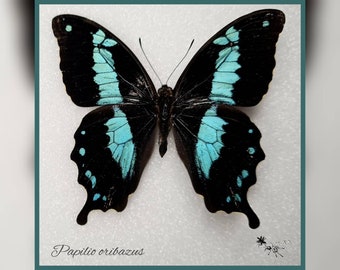 Papilio oribazus - echter Schmetterling Präparat Insekt Entomologie Taxidermie Natur Deko Kuriositäten mounted