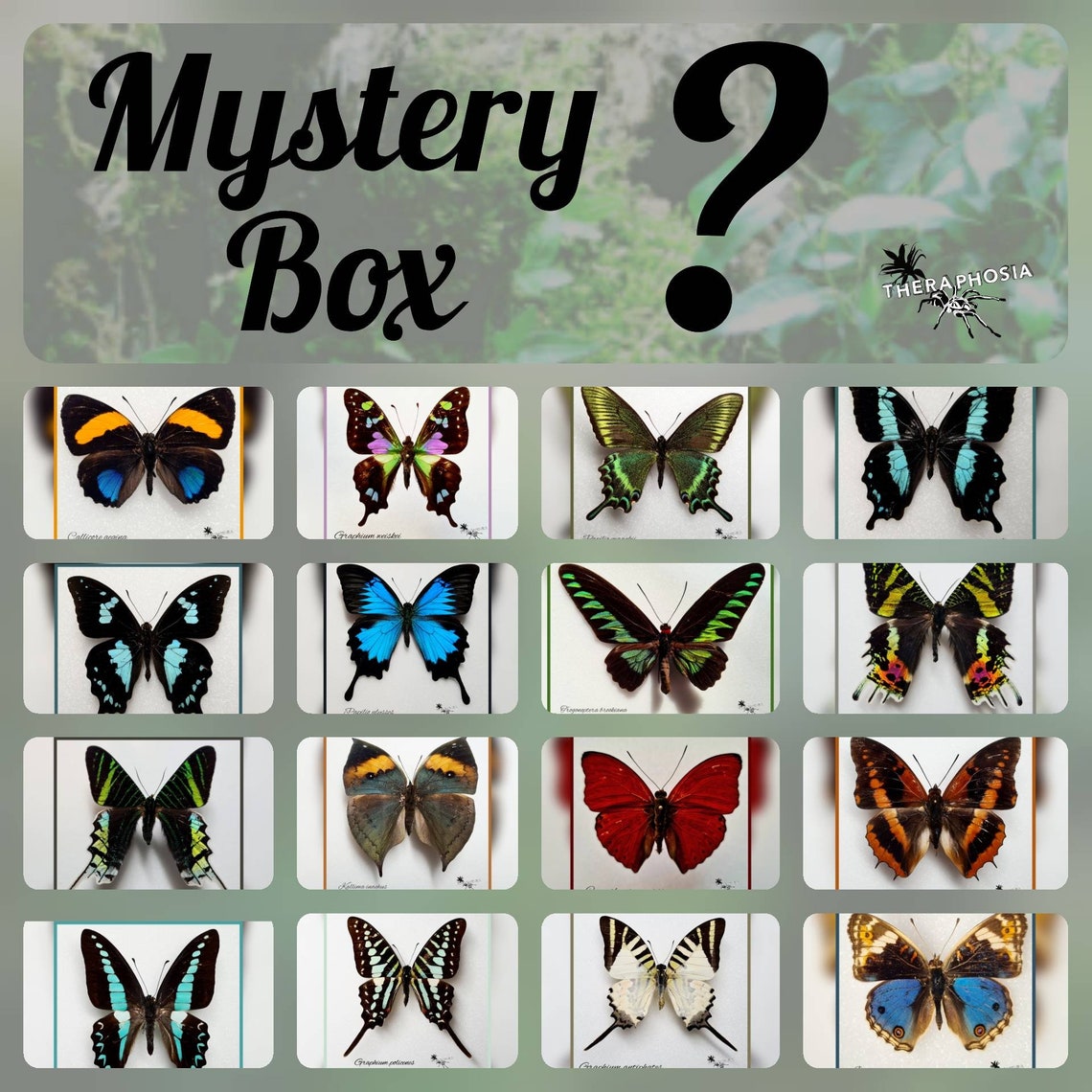 MYSTERY BOX / Surprise Butterflies Real Butterfly Preparation Etsy