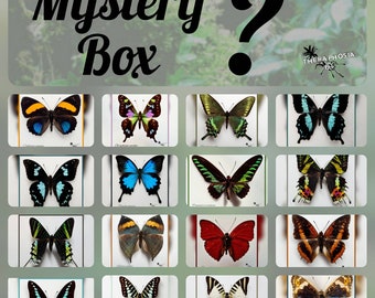 MYSTERY BOX / Überraschung Schmetterlinge echter Schmetterling Präparat Insekt Entomologie Taxidermie Natur Deko Kuriositäten Lepidoptera