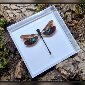 Könnte beinhalten: Ein gerahmtes Insektenspezimen einer Libelle mit braunen Flügeln und blauen Akzenten. Die Libelle ist auf einem weißen Hintergrund montiert.