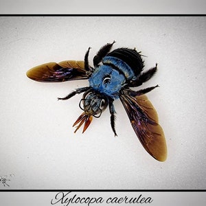 Xylocopa caerulea / echte blaue Biene Präparat Insekt Entomologie Taxidermie Natur Deko Kuriositäten Landhaus mounted Bild 1