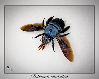 Xylocopa caerulea / echte blaue Biene Präparat Insekt Entomologie Taxidermie Natur Deko Kuriositäten Landhaus mounted