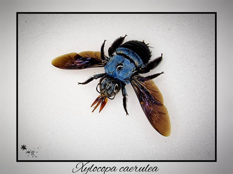 Xylocopa caerulea / echte blaue Biene Präparat Insekt Entomologie Taxidermie Natur Deko Kuriositäten Landhaus mounted Bild 1