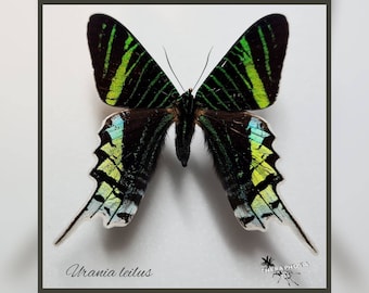 Urania leilus - echter Schmetterling Präparat Insekt Entomologie Taxidermie Natur Deko Kuriositäten mounted