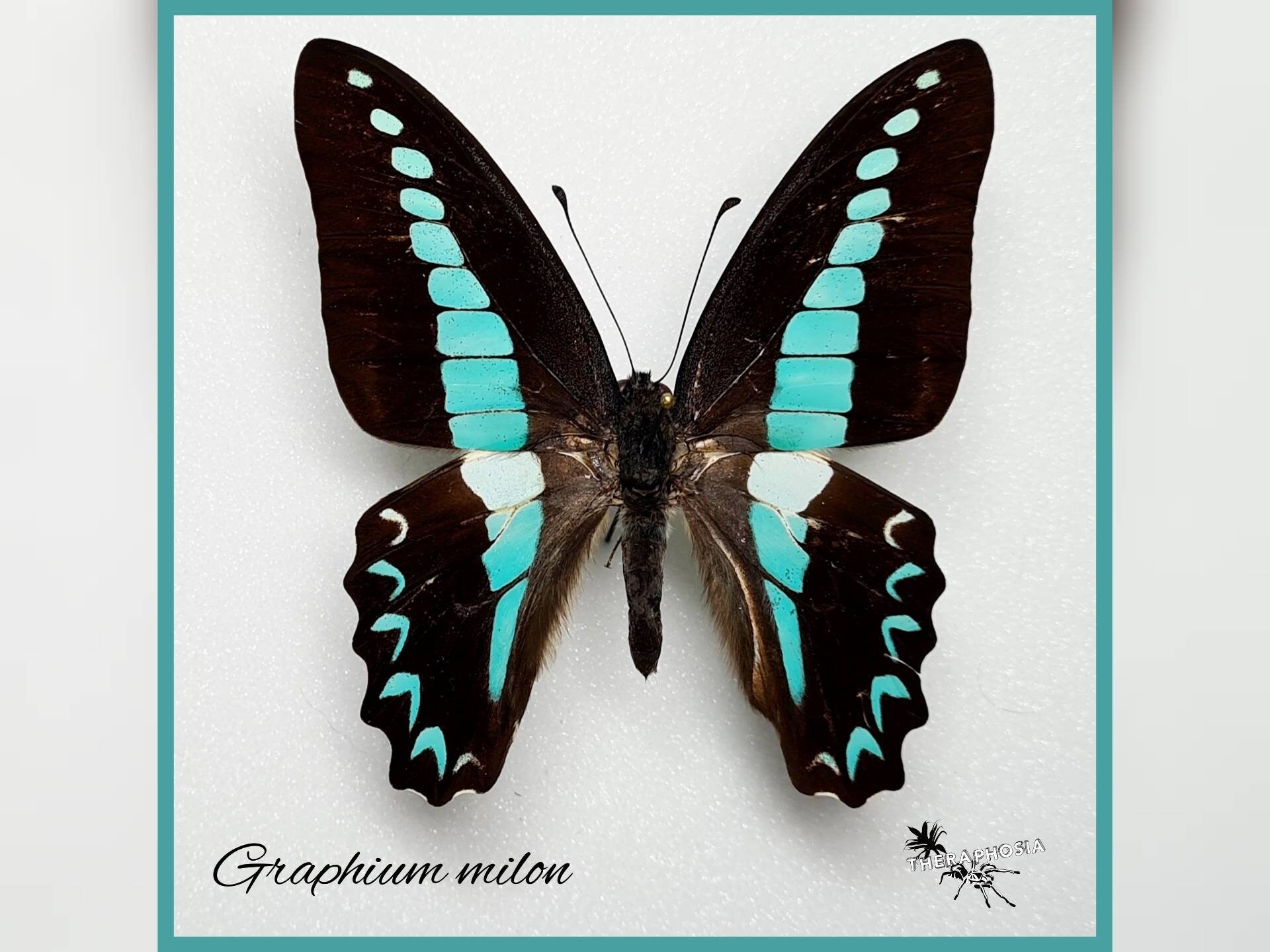 Milon Insects Graphium Milon - Real Butterfly Preparation Insect Entomology Taxidermy ...