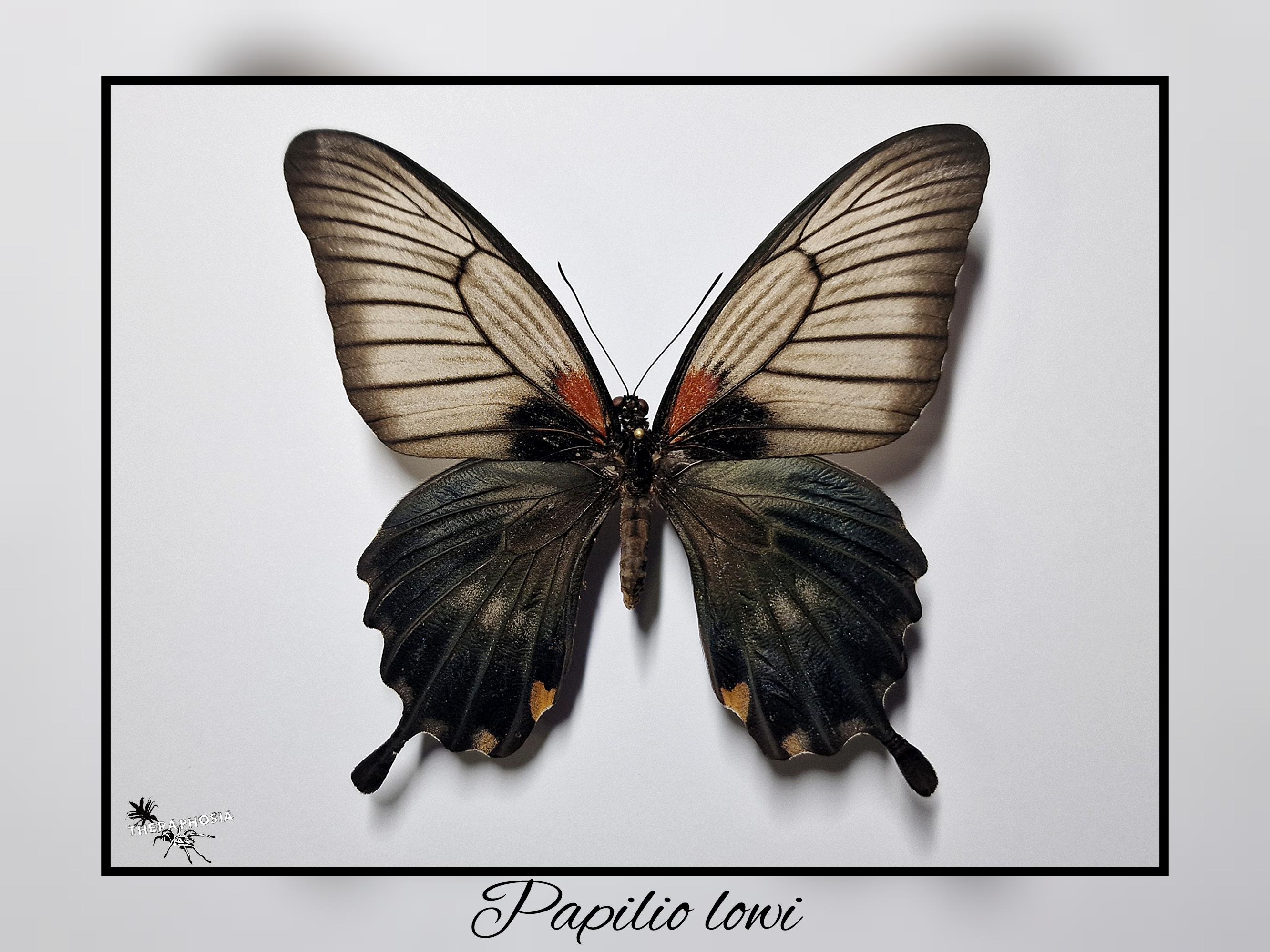 Papilio lowi - real butterfly preparation insect entomology taxidermy nature decoration curiosities mounted
