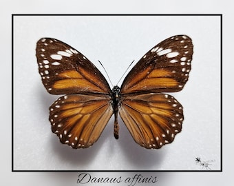 Danaus affinis - Monarchfalter - echter Schmetterling Präparat Insekt Entomologie Taxidermie Natur Deko Kuriositäten mounted
