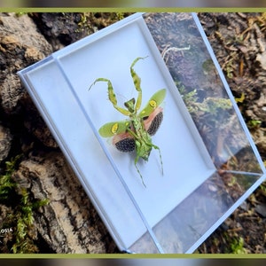 Pode incluir: Um louva-a-deus preservado em uma caixa de exibição transparente. O inseto é verde e amarelo com as asas abertas, revelando um padrão de preto, rosa e marrom. A caixa está sobre uma superfície marrom texturizada. O texto "THERAPHOSIA" é visível no canto inferior esquerdo.