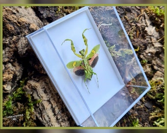 Creobroter gemmatus - in Vitrine / echte Gottesanbeterin Präparat Insekt Entomologie Taxidermie Natur Deko Kuriositäten Landhaus mounted