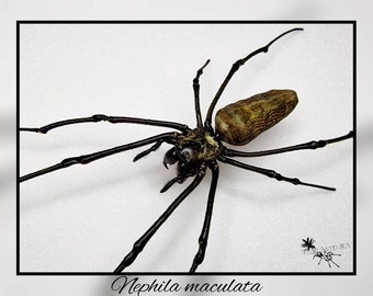 Nephila maculata / Seidenspinne echte Spinne Präparat Insekt Entomologie Taxidermie Natur Deko Kuriositäten Landhaus mounted