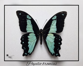 Papilio bromius - echter Schmetterling Präparat Insekt Entomologie Taxidermie Natur Deko Kuriositäten mounted