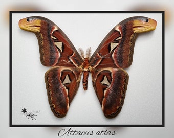 Attacus atlas - Riesig! - echter Schmetterling Präparat Insekt Entomologie Taxidermie Natur Deko Kuriositäten mounted