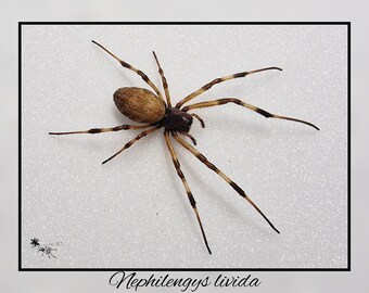 Nephilengys livida / echte Spinne Präparat Insekt Entomologie Taxidermie Natur Deko Kuriositäten Landhaus mounted