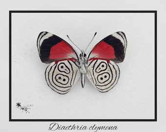 Diaethria - echter Schmetterling Präparat Insekt Entomologie Taxidermie Natur Deko Kuriositäten mounted