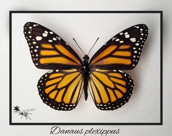 Danaus plexippus - Monarchfalter - echter Schmetterling Präparat Insekt Entomologie Taxidermie Natur Deko Kuriositäten mounted