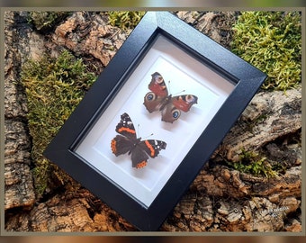 Inachis io & Vanessa atalanta - mit Rahmen / echter Schmetterling Präparat Insekt Entomologie Taxidermie Natur Deko Kuriositäten mounted