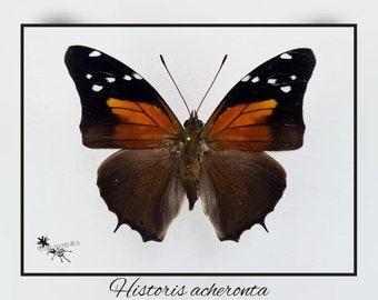 Historis acheronta - echter Schmetterling Präparat Insekt Entomologie Taxidermie Natur Deko Kuriositäten mounted