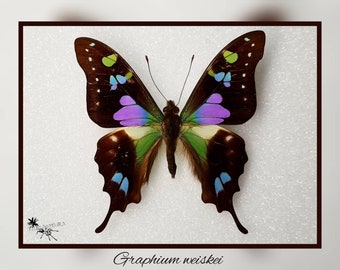 Graphium weiskei - echter Schmetterling Präparat Insekt Entomologie Taxidermie Natur Deko Kuriositäten mounted